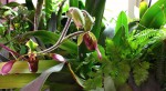 PAPH LOWII.jpg