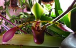 PAPH LOWII-.jpg