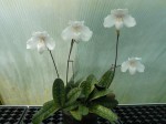 Paphiopedilum niveum.JPG
