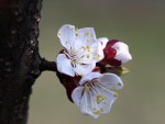 Prunus armeniaca.jpg