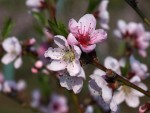 Prunus persica.jpg