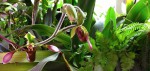 Paph.lowii.jpg