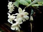 Dendrobium aberans.jpg