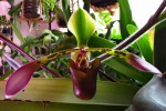 Paph.lowii-.jpg