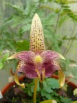 Bulbophyllum sumatranum.JPG