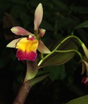 x Epiphronitis (Sophronitis sincorana x Epidendrum pseudepidendrum).jpg