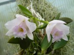 Laelia allaorii.JPG