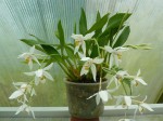 Coelogyne corymbosa.JPG