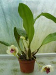 Bifrenaria harrisoniae-rostlina.JPG