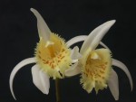 Pln.-grandiflora-'Yellow'2.jpg