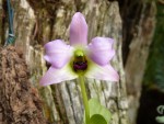 Dendrobium trantuanii.jpg