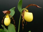 Cypripedium Kentucky.jpg