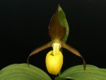 cypripedium_calceolus.jpg