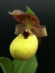 cypripedium_flavum.jpg