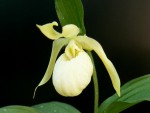 cypripedium_michael_var_alba.jpg