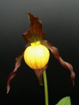 cypripedium_parviflorum.jpg