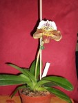 DSCF00711.jpg