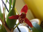 Maxillaria tenuifolia (5).JPG