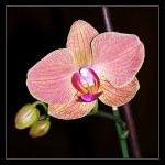 2013-05-05 orchiem.jpg