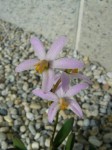 Laelia reginae.JPG