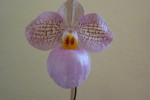 Paphiopedilum delenati x micranthum.JPG