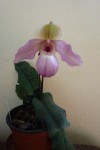 Paph.concolor x glaucophyllum.JPG