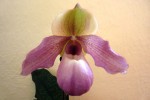 Paphiopedilum concolor x glaucophyllum.JPG