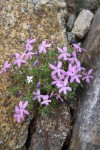 Viola delphinantha I.JPG