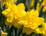 IMG_2447.jpg