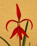 Sprekelia formosissima_b_resize.jpg