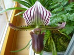 Paphiopedilum lawrenceanum1.JPG