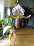 srovnání Paph. sangii a Paph. lawrenceanum.JPG