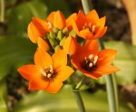 Ornithogallum dubium_a_resize.jpg