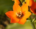 Ornithogallum dubium_b_resize.jpg