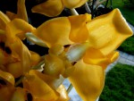 Kopie - orchideje 1667.jpg