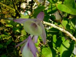 Dendrobium aphyllum.jpg