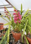 Cymbidium červené 1a.jpg