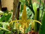 Bulbophyllum lobii.jpg