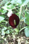 Arum sp..JPG