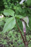 Arisaema sp..JPG