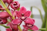 Cymbidium červené 1b.jpg