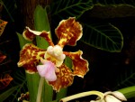 Vanda tricolor.jpg