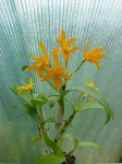 Cattleya aurantiaca-rostlina.JPG