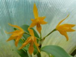 Cattleya aurantiaca.JPG