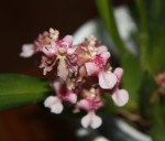 Oncidium aff Pupukea Sunset.jpg