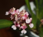 Oncidium aff Pupukea Sunset.jpg