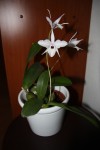 Laelia rubescens1.jpg