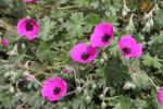 Geranium cinereum ssp. subcaulescens.JPG