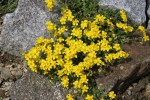 Helianthemum oelandicum.JPG