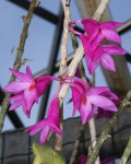 Dendrobium_sulawesiense_12-4942-web.jpg